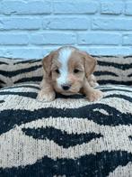Maltipoo pups, maltezer x toy poedel, Parvo, Nederland, Overige rassen, 8 tot 15 weken