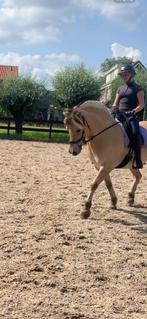 Serieuze bijrijdster / verzorgster gezocht ., Dieren en Toebehoren, Ophalen of Verzenden, Nieuw