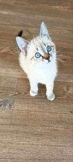 Prachtige kittens Britse langhaar kruizing, Dieren en Toebehoren