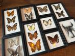 Vlinders, Ophalen of Verzenden, Gebruikt