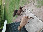 4 ouessant ooien, Dieren en Toebehoren, Schapen, Geiten en Varkens, Vrouwelijk, Schaap