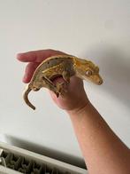 Wimpergekko gekko man 15,5 cm 1,5 jaar oud, Dieren en Toebehoren, Reptielen en Amfibieën | Toebehoren, Ophalen, Terrarium of Paludarium