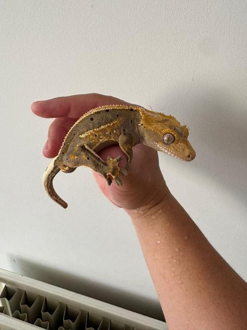 Wimpergekko gekko man 15,5 cm 1,5 jaar oud, Dieren en Toebehoren, Reptielen en Amfibieën | Toebehoren, Terrarium of Paludarium