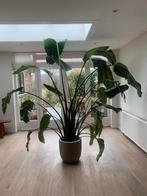 Strelizia Nicolai XL €100, Overige soorten, Halfschaduw, 200 cm of meer, Ophalen