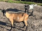Geit met lam (bok), Dieren en Toebehoren, Schapen, Geiten en Varkens, Meerdere dieren, Geit