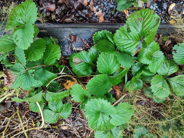 Aardbeienplanten te koop! Sonsation Darselect Korona Ostara, Tuin en Terras, Planten | Tuinplanten, Vaste plant, Fruitplanten