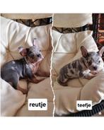Mooie franse bulldog pups, CDV (hondenziekte), 8 tot 15 weken, Bulldog, Meerdere