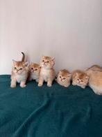Britse korthaar kittens Golden shaded, Dieren en Toebehoren, Meerdere dieren, Kortharig, 0 tot 2 jaar