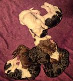 Koningspoedel pups, Dieren en Toebehoren, Honden | Chihuahua's en Gezelschapshonden, Poedel, 8 tot 15 weken, CDV (hondenziekte)