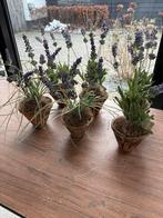 6 Kunst Lavendel Plantjes in Pot, Ophalen, Binnen, Zo goed als nieuw, H