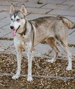 Lieve Siberische Husky meid is opzoek naar een 5* plekje, Dieren en Toebehoren, Honden | Poolhonden, Keeshonden en Oertypen, Particulier