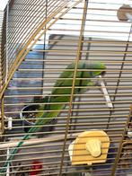 Halsband parakeetmet grote kooi, Dieren en Toebehoren, Vogels | Parkieten en Papegaaien, Geslacht onbekend, Parkiet