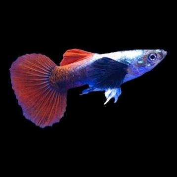 Dumbo red tail platinum guppy beschikbaar voor biedingen