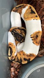 Pied (piebald) het albino man 2024 ball python, Dieren en Toebehoren, Reptielen en Amfibieën, Slang
