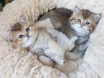Brits britse korthaar kittens met stamboom., 0 tot 2 jaar, Kater, Gechipt