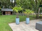 2 mooie grote palmbomen in passende aardewerken potten., Tuin en Terras, Planten | Bomen, Ophalen of Verzenden
