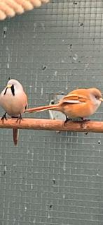 Koppel baardmannen uit ‘24, Dieren en Toebehoren, Meerdere dieren, Wildzangvogel, Geringd