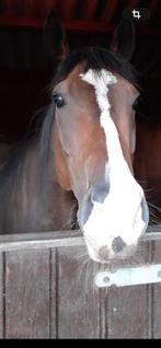 Leuke 10 jarige Ierse volbloed te koop, B, Ruin, 7 tot 10 jaar, 160 tot 165 cm