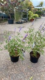Vitex agnes ‘cactus’, Ophalen, Zomer, Overige soorten, Volle zon