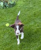 Heel aparte FRIESE STABIJ x BORDER COLLIE pups, Dieren en Toebehoren, Honden | Niet-rashonden, Nederland, CDV (hondenziekte), 8 tot 15 weken