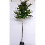 Parrotia persica - Perzisch Ijzerhout, Bloeit niet, Halfschaduw, Overige soorten, 250 tot 400 cm