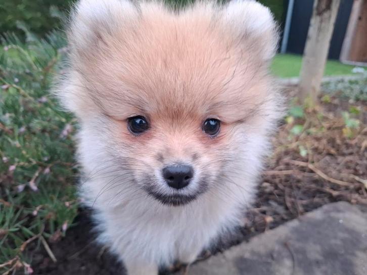 Pomeriaan/dwergkees puppy, Dieren en Toebehoren, Honden | Poolhonden, Keeshonden en Oertypen, Meerdere dieren, Keeshond, Particulier