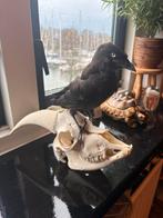Opgezette kauw op geitenschedel, Ophalen, Zo goed als nieuw, Vogel, Opgezet dier