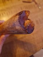 Oude tand, Ophalen of Verzenden