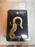 Heterodon nasicus arctic superconda 0.1, Dieren en Toebehoren, Slang, 0 tot 2 jaar