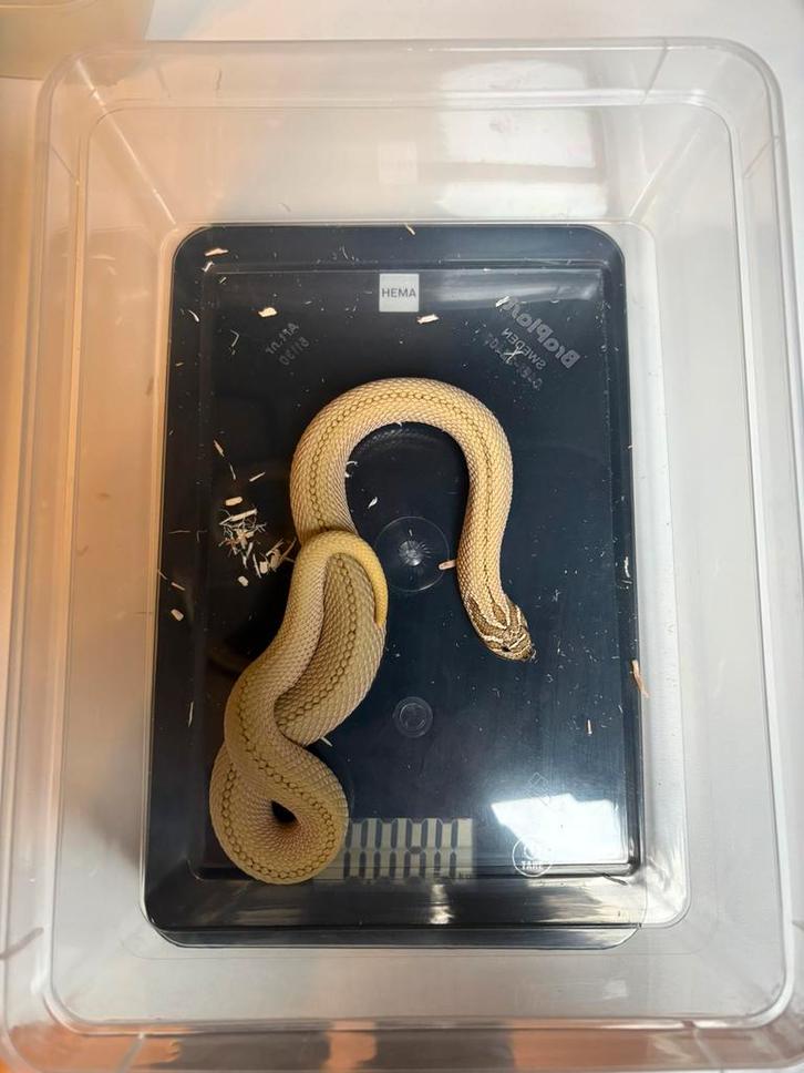 Heterodon nasicus arctic superconda 0.1