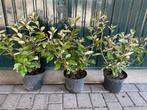 Elaeagnus Ebbingei ( olijfwilg ), Ophalen, Overige soorten, Struik, Minder dan 100 cm