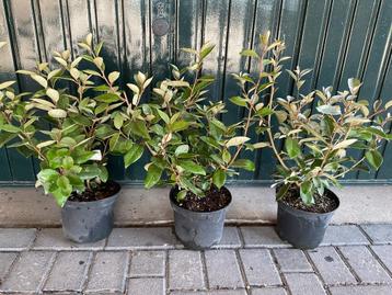 Elaeagnus Ebbingei ( olijfwilg ) beschikbaar voor biedingen