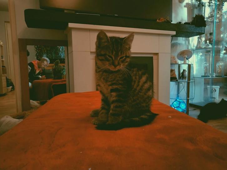 Mijn schoonheid mag verhuizen, Dieren en Toebehoren, Katten en Kittens | Overige Katten, Kortharig, Meerdere dieren, 0 tot 2 jaar