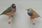 Koppels gouldamadines, Dieren en Toebehoren, Vogels | Overige Vogels, Meerdere dieren, Geringd