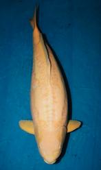 Konishi Karashigoi 77 cm, Dieren en Toebehoren, Vissen | Vijvervissen, Karper of Koi