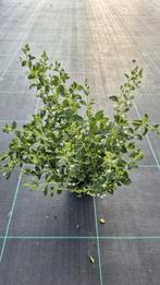 Calamintha nepeta 'Nepeta'  p11 pot, Vaste plant, Halfschaduw, Zomer, Ophalen