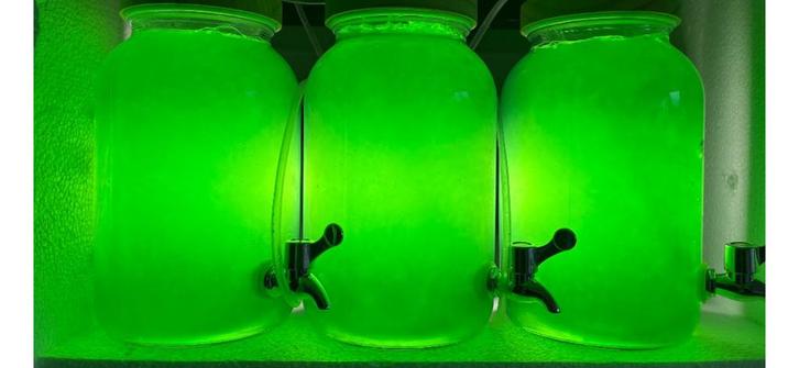 Fytoplankton, Dieren en Toebehoren, Vissen | Aquaria en Toebehoren, Zo goed als nieuw, Gevuld zeewateraquarium, Ophalen of Verzenden