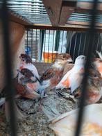 T.k. mooieharlekijn koppels harlekijn kanaries 2024/25, Meerdere dieren, Kleurkanarie