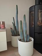 cactus 1 meter, Ophalen, Cactus, Volle zon, Minder dan 100 cm