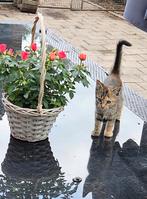 Ecologische muizenvanger super leuke kitten!, Poes, Kortharig, 0 tot 2 jaar