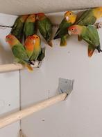 Agapornis Roseicollis, Geslacht onbekend, Dwergpapegaai of Agapornis, Geringd