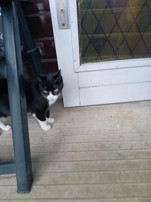 Noortje 9 jaar, Dieren en Toebehoren, Katten en Kittens | Overige Katten, Poes, 6 jaar of ouder