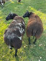 Beste bonte ooien te koop, Dieren en Toebehoren, Schapen, Geiten en Varkens, Vrouwelijk, Schaap