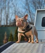 Franse bulldog (dekreu), Dieren en Toebehoren, Honden | Bulldogs, Pinschers en Molossers, België, Fokker | Hobbymatig, Rabiës (hondsdolheid)
