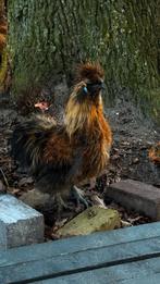 Zijdehoen haan, Dieren en Toebehoren, Mannelijk, Kip