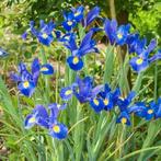 Iris ideal in P9 pot., Zomer, Vaste plant, Overige soorten, Ophalen