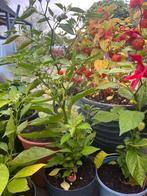 Adjuma peperplant, Tuin en Terras, Planten | Tuinplanten, Ophalen, Overige soorten, Volle zon