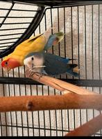 Bewezen koppel Roceicollis nu weer op eieren, Meerdere dieren, Dwergpapegaai of Agapornis, Geringd