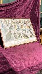 Ingelijste roofvogels, Ophalen, Gebruikt, Wild dier, Overige typen