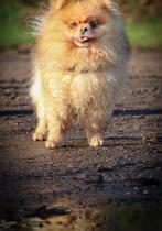 Ervaren dekreu pomeriaan met fci stamboom, Dieren en Toebehoren, Particulier, Reu, Buitenland, Eén hond